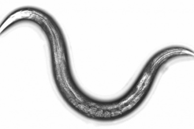 Sử dụng giun tròn để ‘bắt bệnh’ ung thư