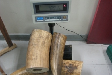 TP.HCM: Chặn đứng lô hàng sừng tê giác, ngà voi trị giá 5 tỷ đồng từ Châu Phi, Mỹ