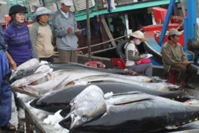 Câu cá ngừ kiểu Nhật: Điều Nhật Bản không thể chuyển giao