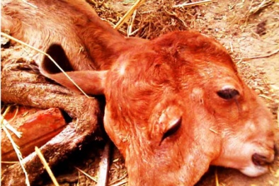 Trường hợp bê 2 đầu có thực hiếm thấy ở Việt Nam