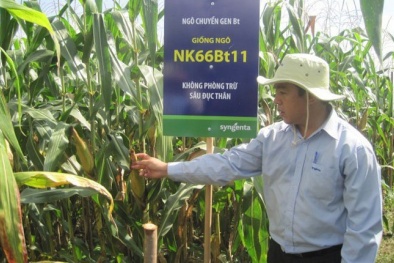 Ba giống ngô biến đổi gen đầu tiên sẽ được sản xuất đại trà