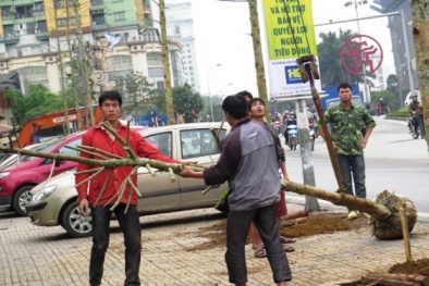 Cây vàng tâm trồng trên đường Nguyễn Chí Thanh có thật là giống quý?