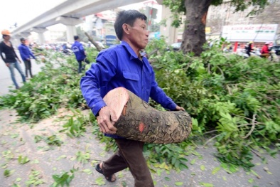 Hà Nội: Chỉ 'đốn' cây sâu mục, cong vênh