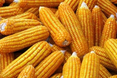 3 giống ngô biến đổi gen đầu tiên được trồng tại Việt Nam