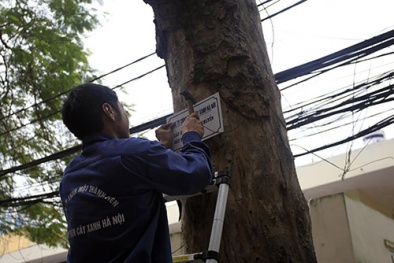 Hà Nội treo biển hỏi dân về chặt cây