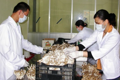 Công dụng kỳ diệu của nấm hương đối với sức khỏe