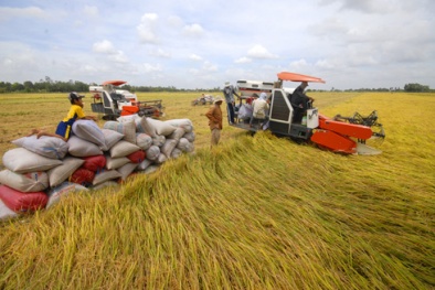 Viện lúa Đồng bằng sông Cửu Long sản xuất hàng chục giống lúa mới
