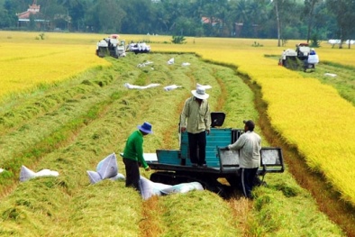 Nông dân ĐBSCL vui mừng vì năng suất lúa cao, giá tăng nhẹ