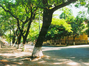 Bí thư Hà Nội: 'Xà cừ không phù hợp không có nghĩa là... chặt hết xà cừ'