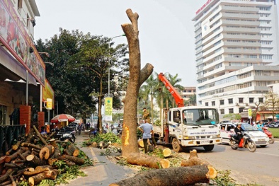 Chặt hạ cây xanh: Nhà tài trợ 'kêu oan'
