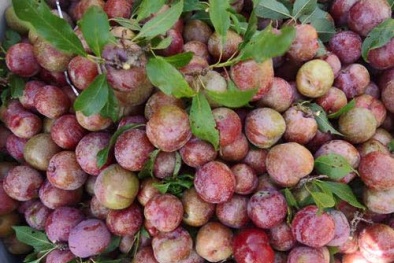 Mận Mộc Châu đầu mùa đắt khách