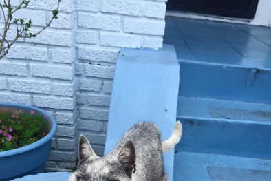 Kỳ lạ giống mèo mang hình dạng của sói 