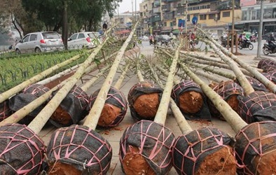 Hé lộ nguồn gốc cây xanh trồng mới ở Hà Nội