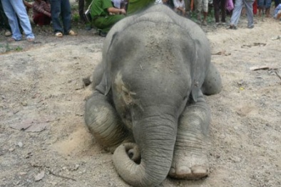 Phát hiện voi rừng chết trên rẫy do lọt mương nước