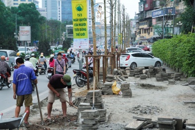 Hà Nội sẽ chứng minh cây trên phố Nguyễn Chí Thanh là Vàng Tâm?