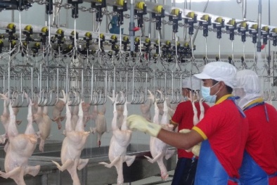  Bộ Tài chính: Gia súc, gia cầm sống nhập khẩu hưởng thuế suất 0%