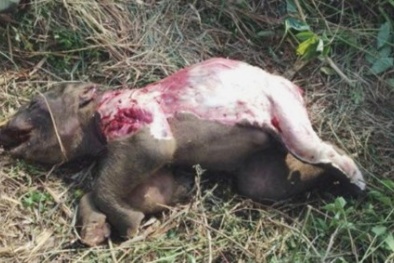 Điều tra vụ voi con bị lột da, lật móng ở Đắk Lắk