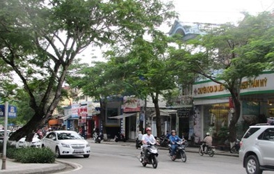 Huế không chặt bỏ 3.500 cây xanh