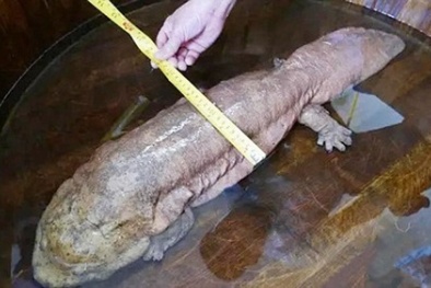 Phát hiện kỳ nhông kích thước 'khủng' hiếm thấy 