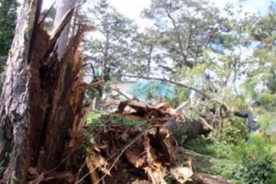 Đắk Nông: Cây đổ đè chết thượng sĩ công an trên đường đi công tác