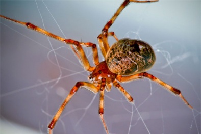 Mẹo đuổi nhện ra khỏi nhà tự nhiên và an toàn