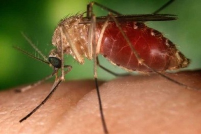 Phân tích 7 yếu tố khiến muỗi bị 'hấp dẫn' 