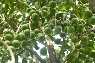 Phát triển cây mắc ca ở vùng núi phía Tây Bắc