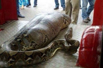 Rùng rợn cảnh mổ bụng 'trăn tinh' ăn thịt đồng loại 