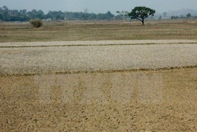 Tây Nguyên: Sông hồ cạn khô, cây trồng héo úa vì đại hạn hán