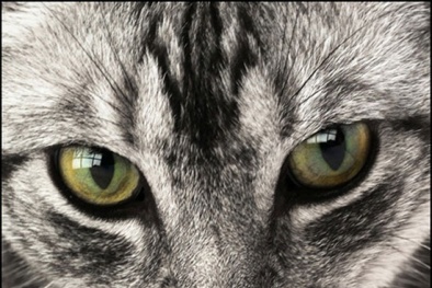 Thử nghiệm thành công hóa chất giúp mắt người tinh như mắt mèo 