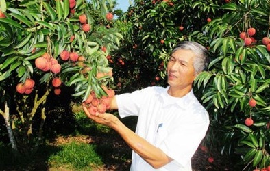 Vải thiều Thanh Hà sắp xuất Mỹ