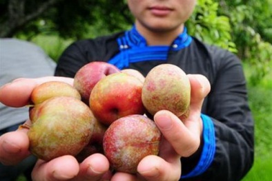 Khám phá đặc tính phòng chống ung thư của mận