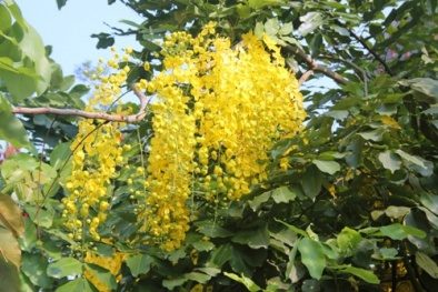 Bò cạp vàng khoe sắc giữa Sài Gòn