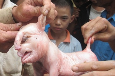 Trường hợp lợn đẻ ra voi cực hiếm ở Việt Nam 