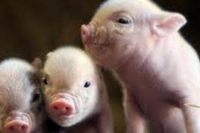 Ông chủ Hòa Phát tính nuôi 1 triệu con heo