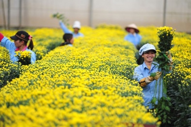 Lâm Đồng: Đà Lạt thúc đẩy năng suất chất lượng hoa cúc và Actiso