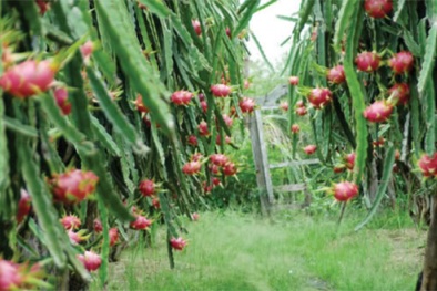 Lựa chọn giống và phân bón để tăng năng suất chất lượng quả thanh long