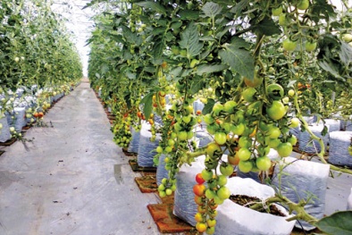 Nông sản Việt Nam ra thế giới: Đường rộng thênh thang