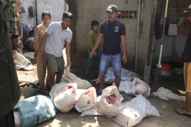 Phát hiện 4 tạ thịt heo chết thối la liệt dưới nền đất cáu bẩn