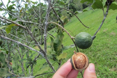 Cần thận trọng với Đề án phát triển cây mắc ca tại Việt Nam