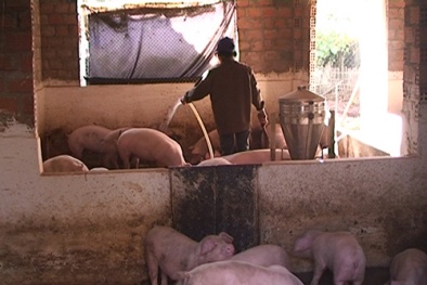 Chăn nuôi theo hướng an toàn sinh học giúp nâng cao chất lượng