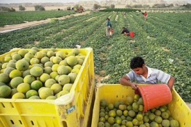 Israel: Áp dụng công nghệ cao để tăng năng suất
