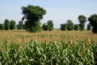 Kỹ thuật bón phân giúp cây ngô đạt năng suất chất lượng tốt nhất