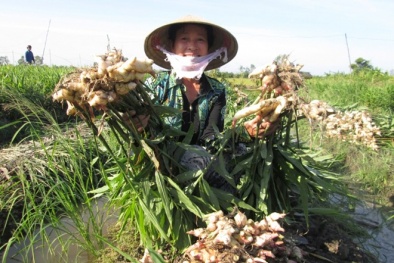 Kỹ thuật trồng gừng đem lại năng suất chất lượng cao
