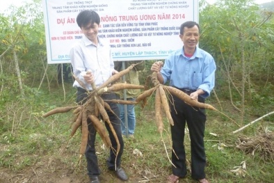 Nâng cao năng suất nhờ mô hình canh tác sắn bền vững 