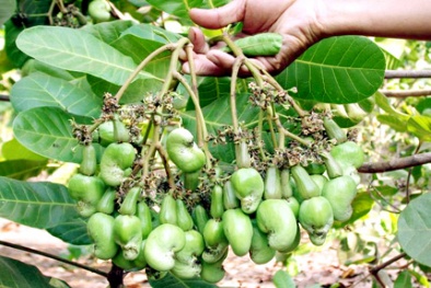 Phương pháp nâng cao năng suất cây điều của các địa phương