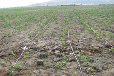 Tăng năng suất nông nghiệp nhờ hệ thống tưới nước nhỏ giọt