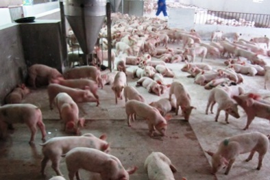 Tăng năng suất tới 50% nhờ lựa chọn giống vật nuôi tốt