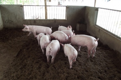 Chăn nuôi gà, lợn trên đệm lót sinh học giúp gia tăng năng suất