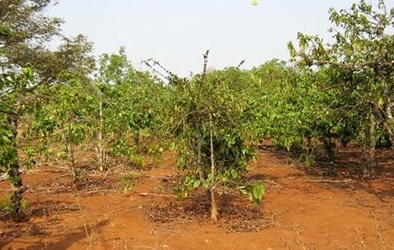 Đắk Lắk: Khởi tố và bắt giam đối tượng 'thú tính' với bé gái 9 tuổi